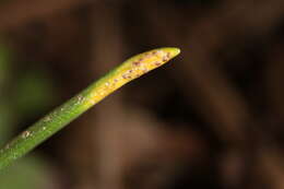 Image of Puccinia liliacearum Duby 1830