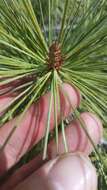 Image of Chihuahuan pine