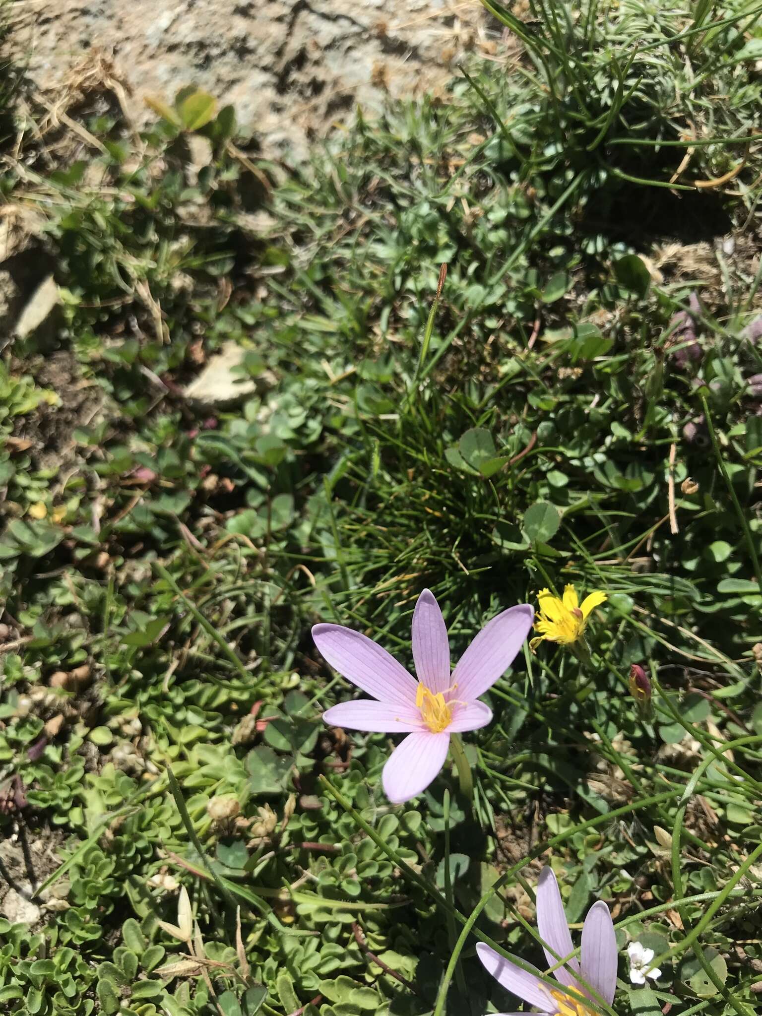 Image of Colchicum nanum K. Perss.