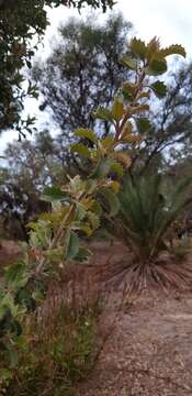 Image of holly-leaved banksia