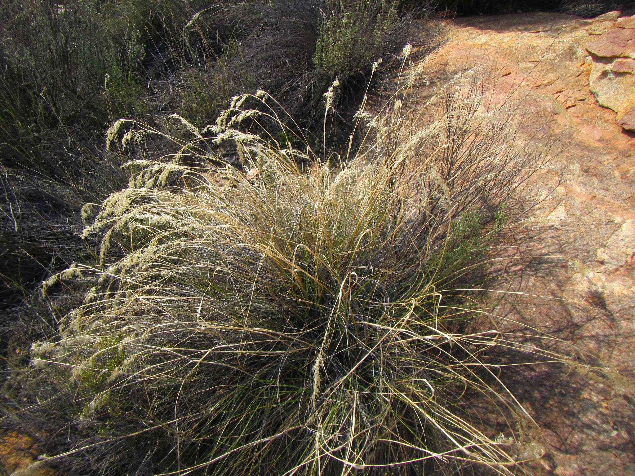 Image of Pentameris eriostoma (Nees) Steud.