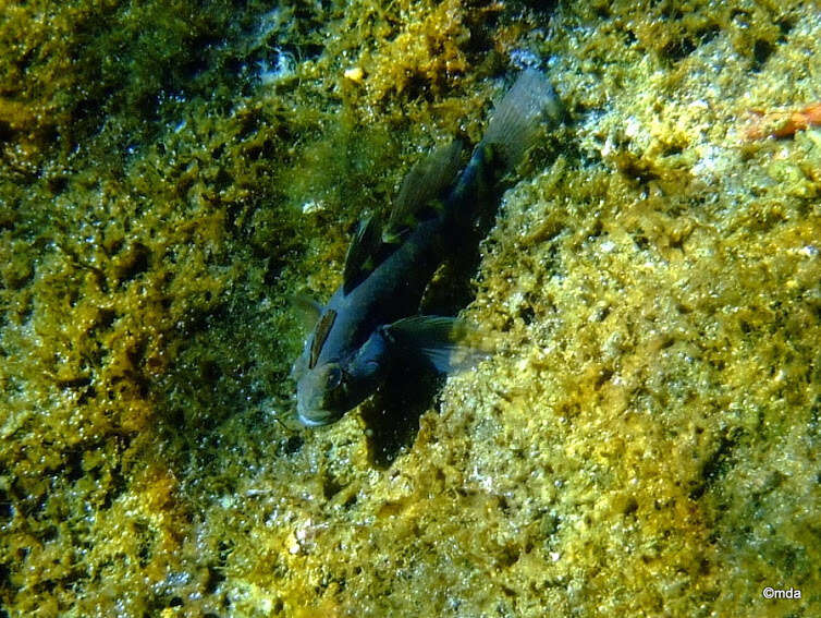 صورة Lophogobius