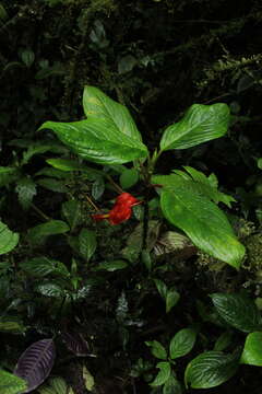 Image of Glossoloma tetragonoides (Mansf.) J. L. Clark