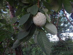 Sivun Annona macroprophyllata Donn. Sm. kuva