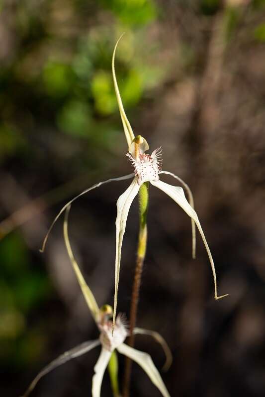 Image of Caladenia enigma Hopper & A. P. Br.