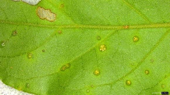 Puccinia kusanoi Dietel 1899的圖片