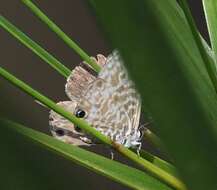 Image of Leptotes rabenafer (Mabille 1877)