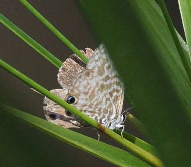 Image of Leptotes rabenafer (Mabille 1877)