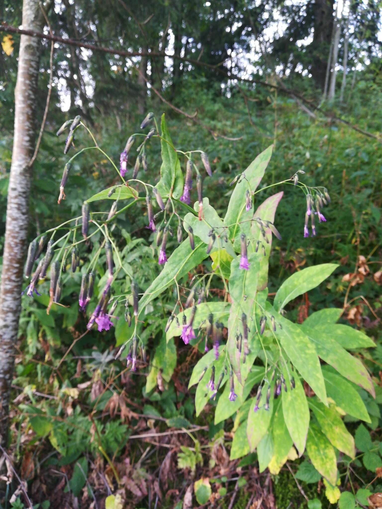 Image of rattlesnakeroot