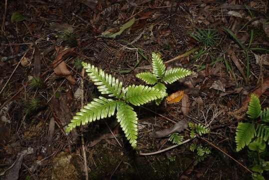 صورة Sticherus flabellatus var. flabellatus