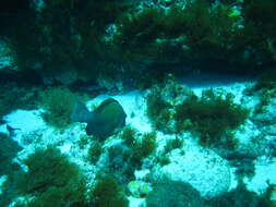 Image of Agassiz&#39;s parrotfish