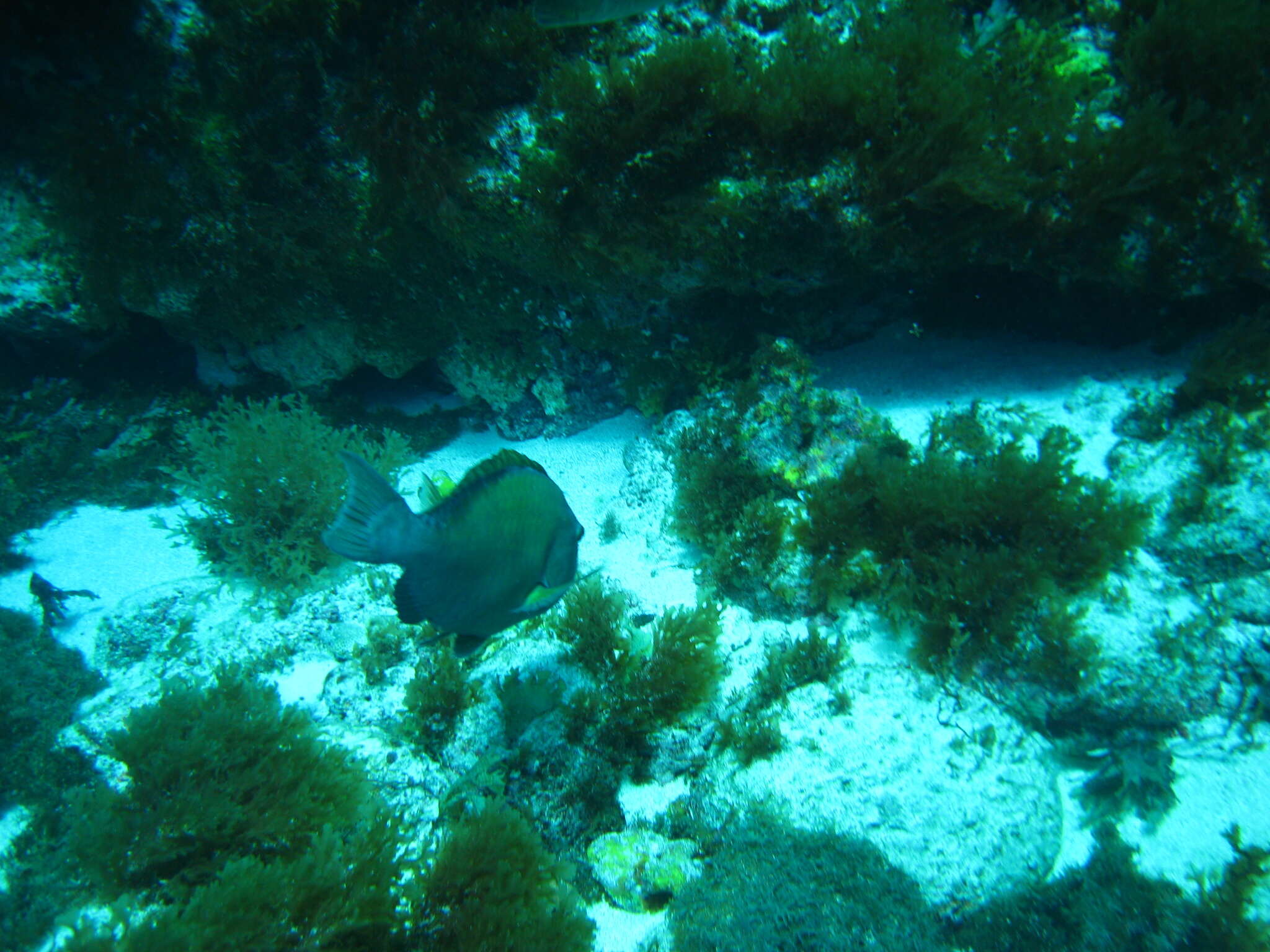 Sparisoma frondosum (Agassiz 1831) resmi