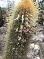 Image of Micranthocereus auriazureus Buining & Brederoo