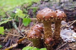 Hemistropharia resmi