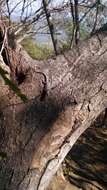 Image of Tropical tree lizard
