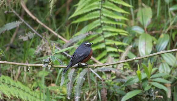 Ochthoeca cinnamomeiventris (Lafresnaye 1843)的圖片