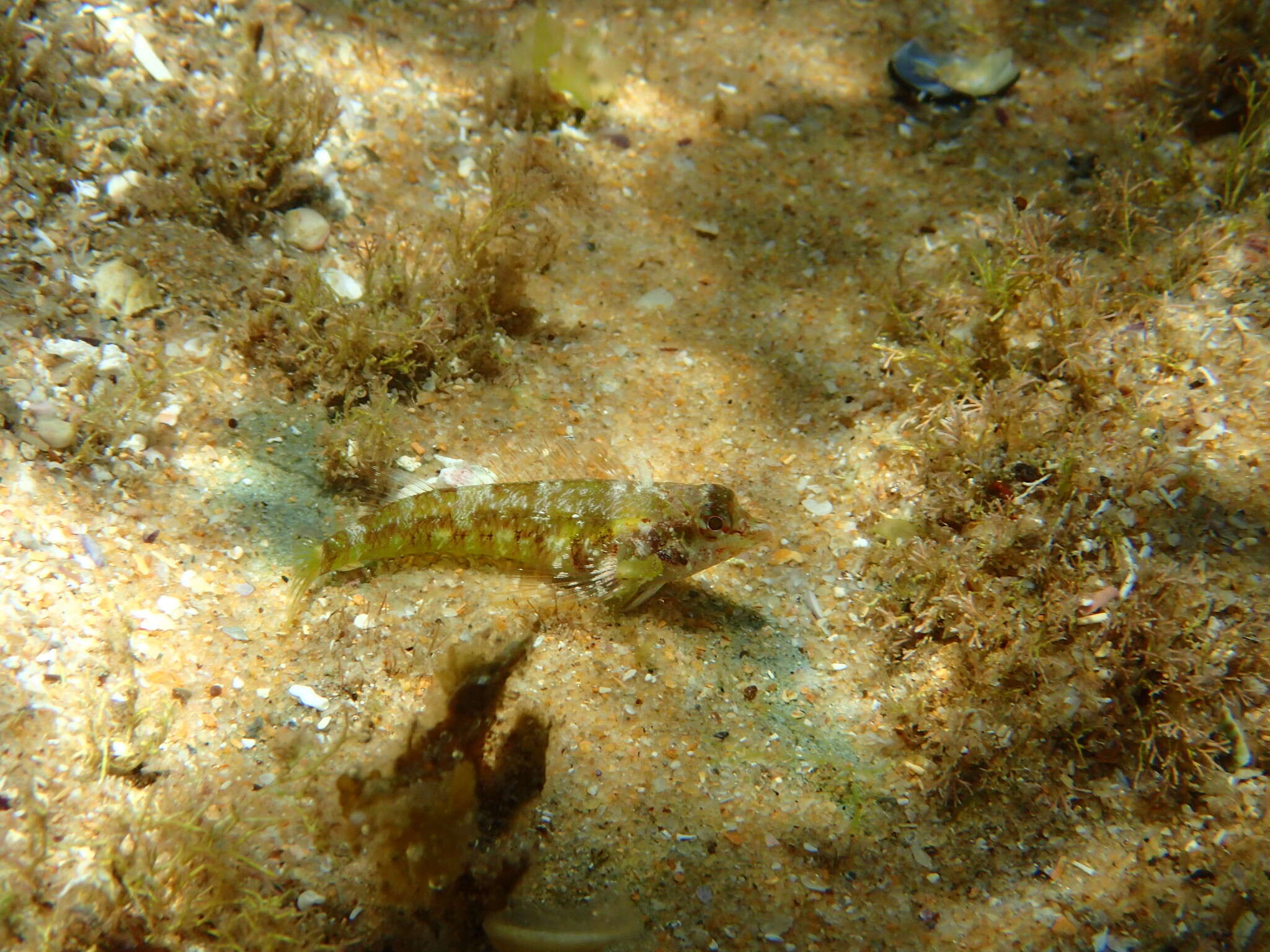 Image of Blackthroat Triplefin