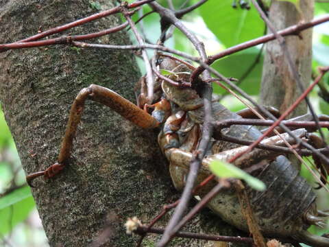 Image of Little Barrier giant weta