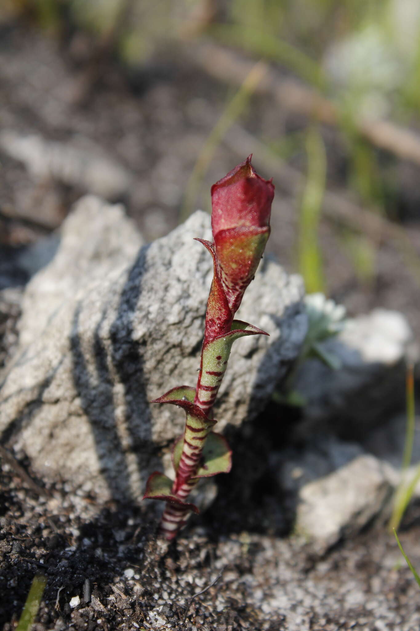 Image of Disa fasciata Lindl.