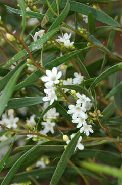 صورة Myoporum platycarpum subsp. platycarpum