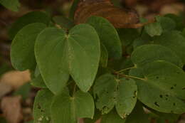 Image of Bauhinia phoenicea Wight & Arn.