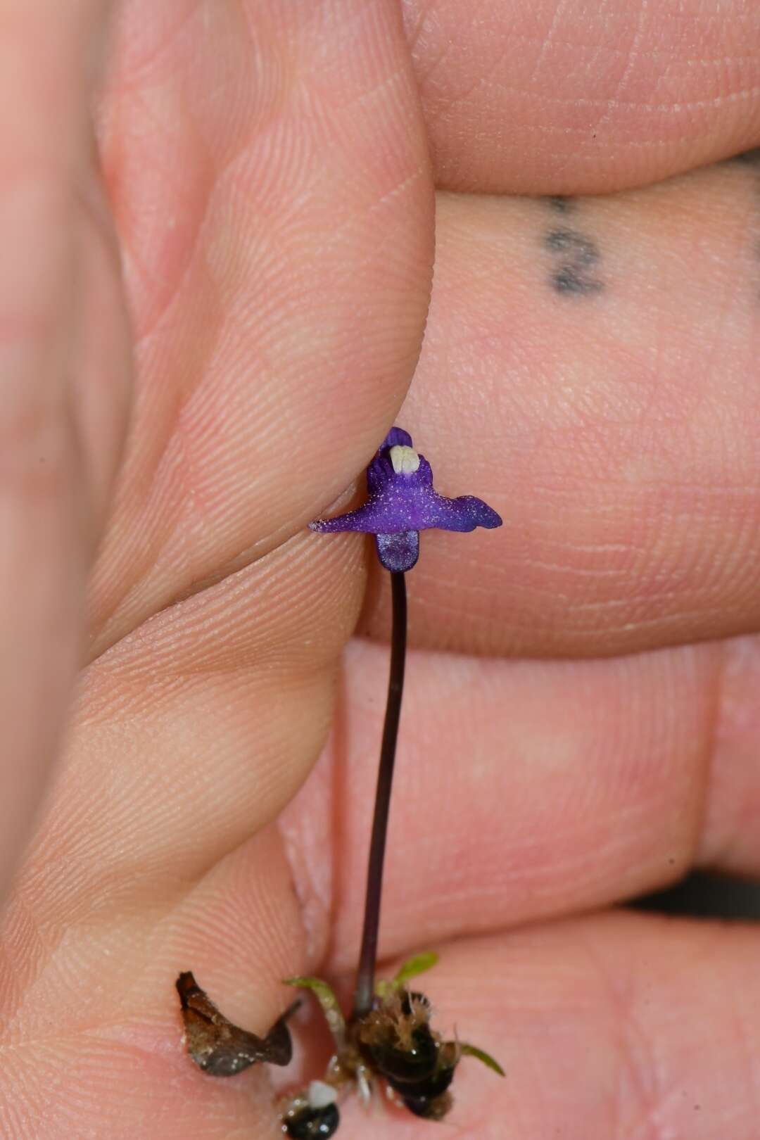 Image of Utricularia dichotoma subsp. monanthos