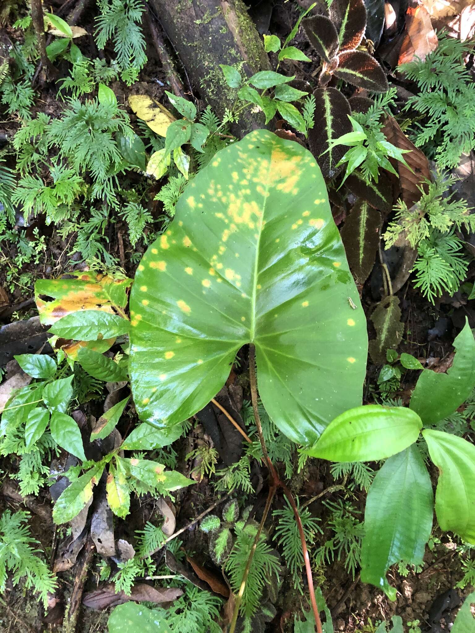 Image of Adelonema wendlandii (Schott) S. Y. Wong & Croat