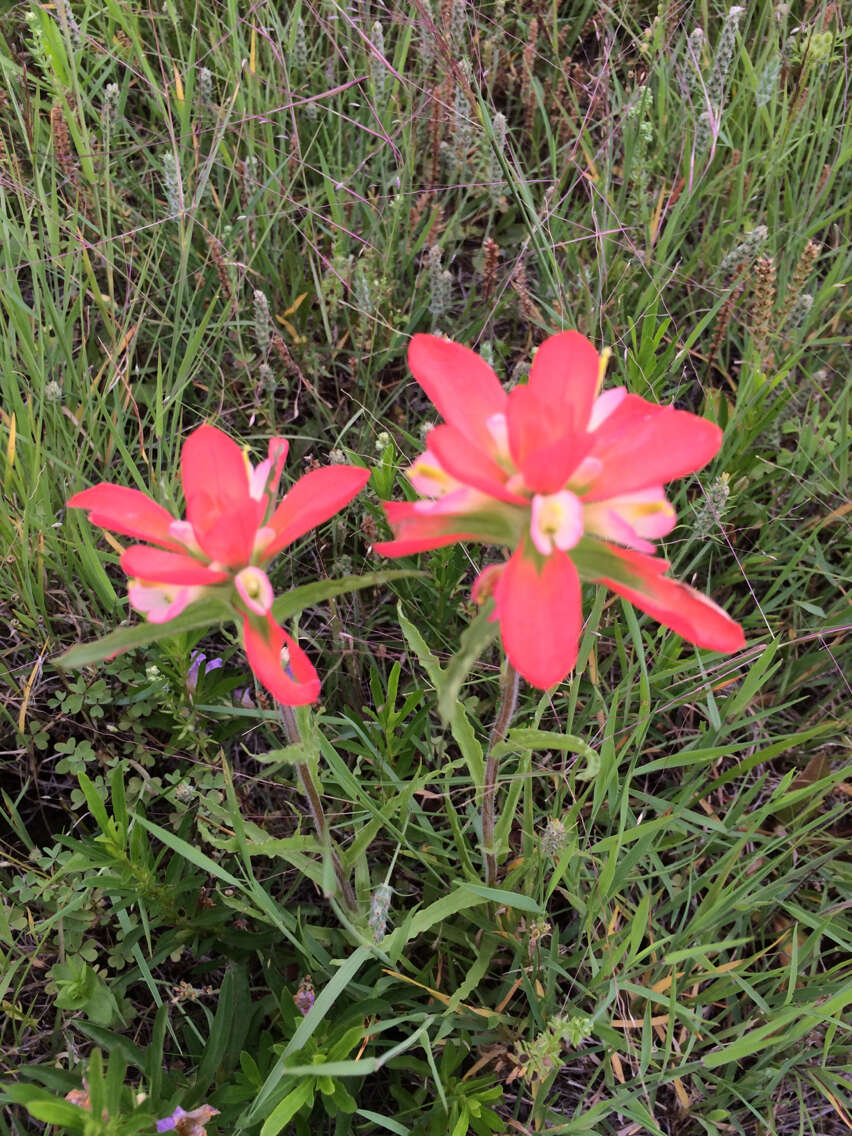 Image de Castilleja indivisa Engelm.