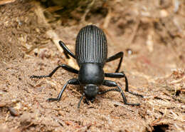 Image of Eleodes (Melaneleodes) carbonaria (Say 1824)