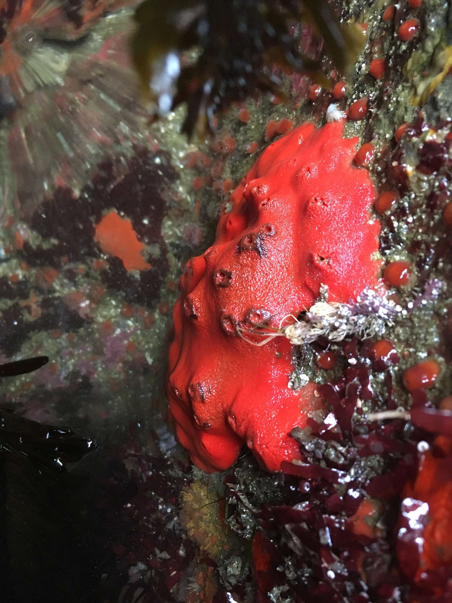 Image of red volcano horny sponge