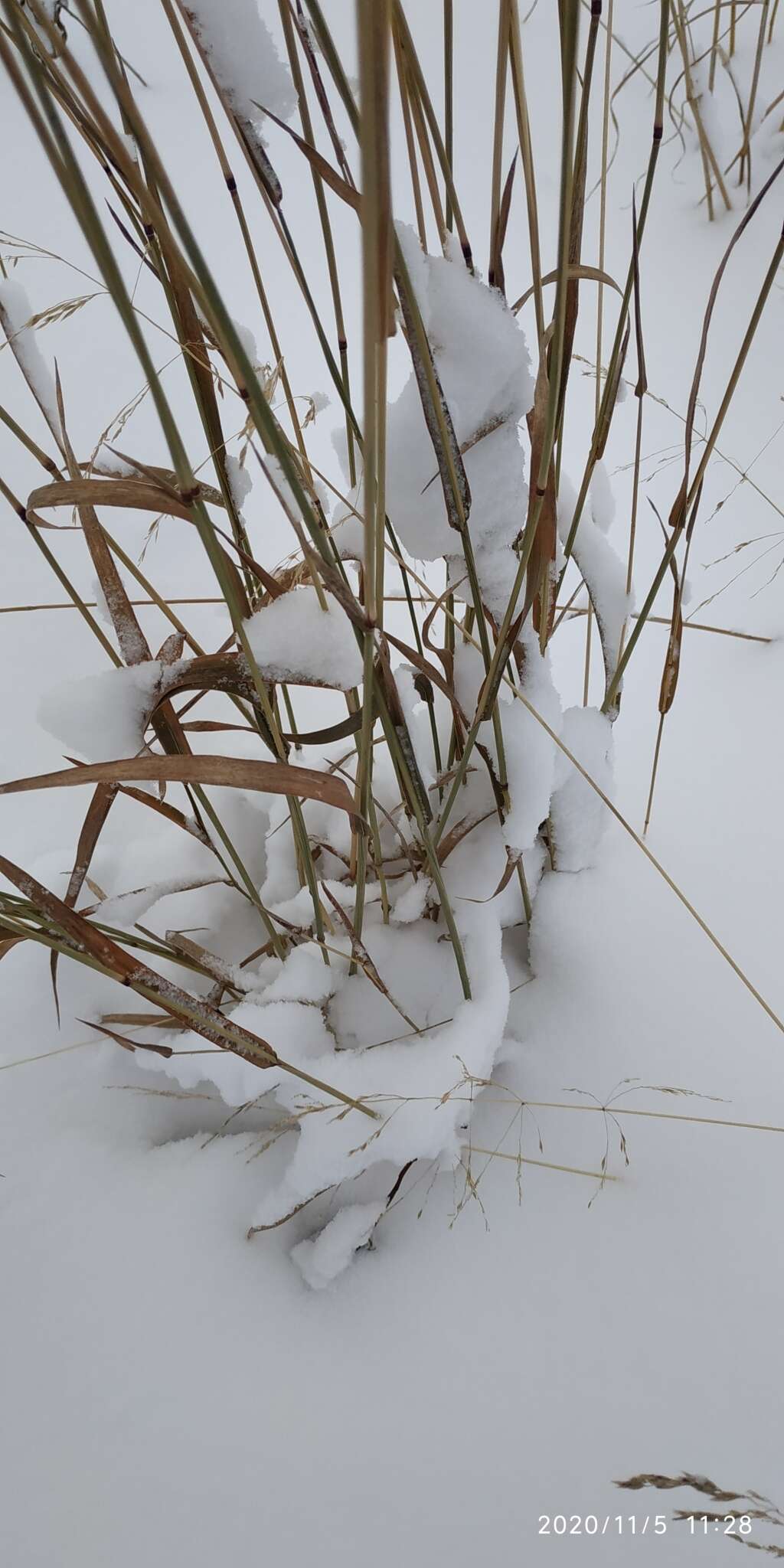 Phleum pratense subsp. nodosum (L.) Trabut的圖片