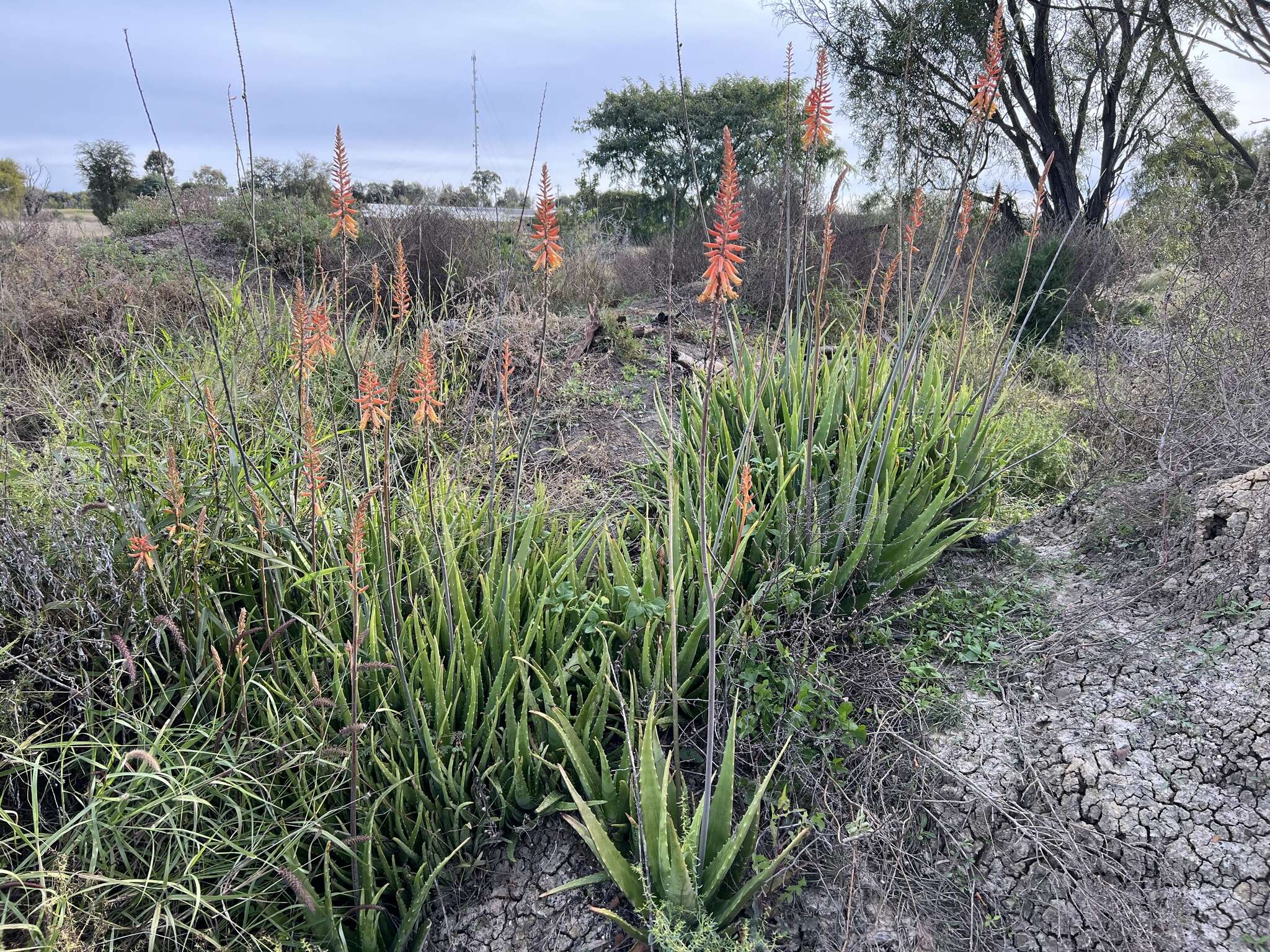 Image of aloe