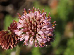 Image de Polyachyrus fuscus (Meyen) Walp.