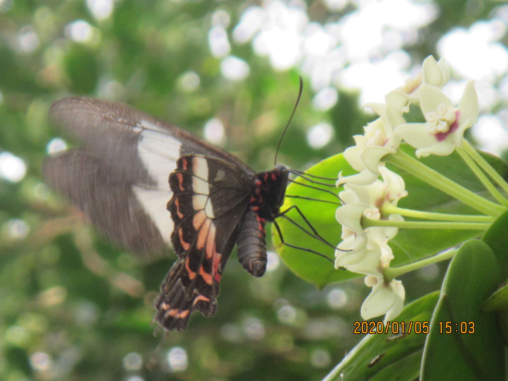 Parides ascanius (Cramer (1775)) resmi