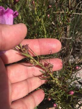 صورة Agalinis genistifolia (Cham. & Schltdl.) W. G. D' Arcy