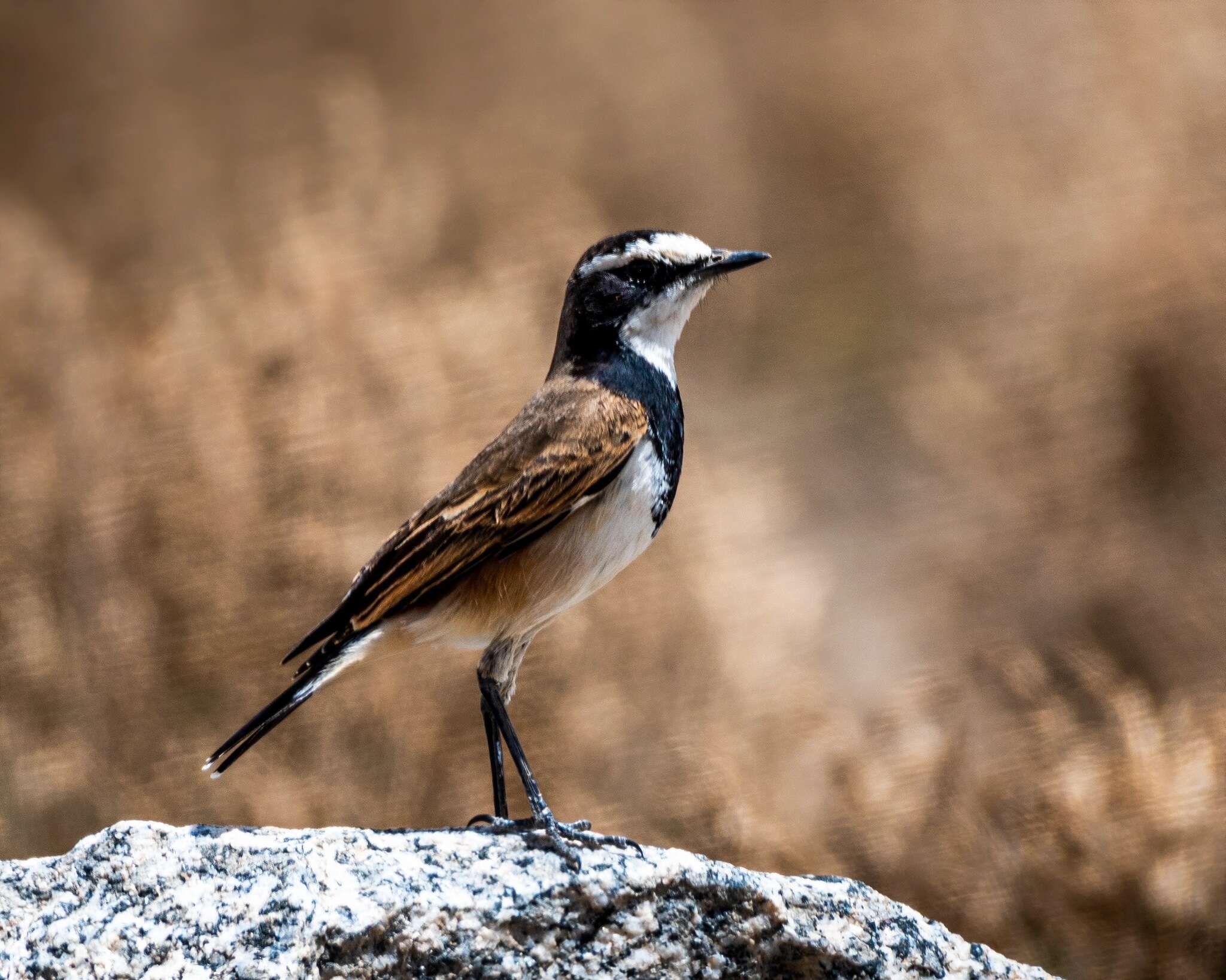 Image of Capped Wheatear