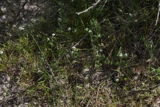 Plancia ëd Cryptantha clevelandii Greene