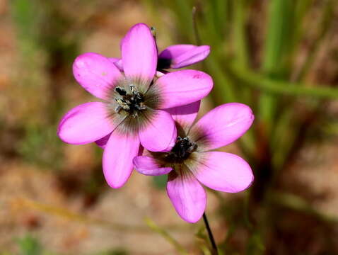 Image of Ixia versicolor G. J. Lewis