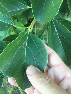 Image de Cordia myxa L.