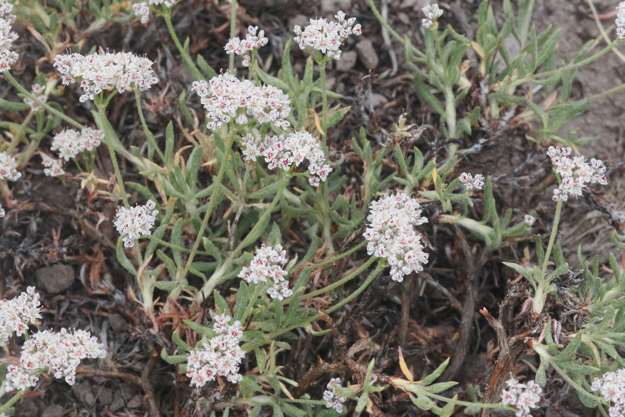 Image of Eriogonum microtheca var. alpinum Reveal