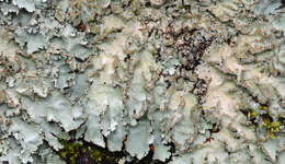 Image of parmotrema lichen