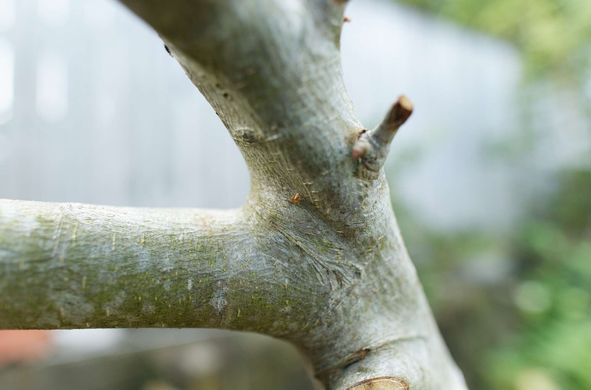 Sivun Cryptachaea meraukensis (Chrysanthus 1963) kuva