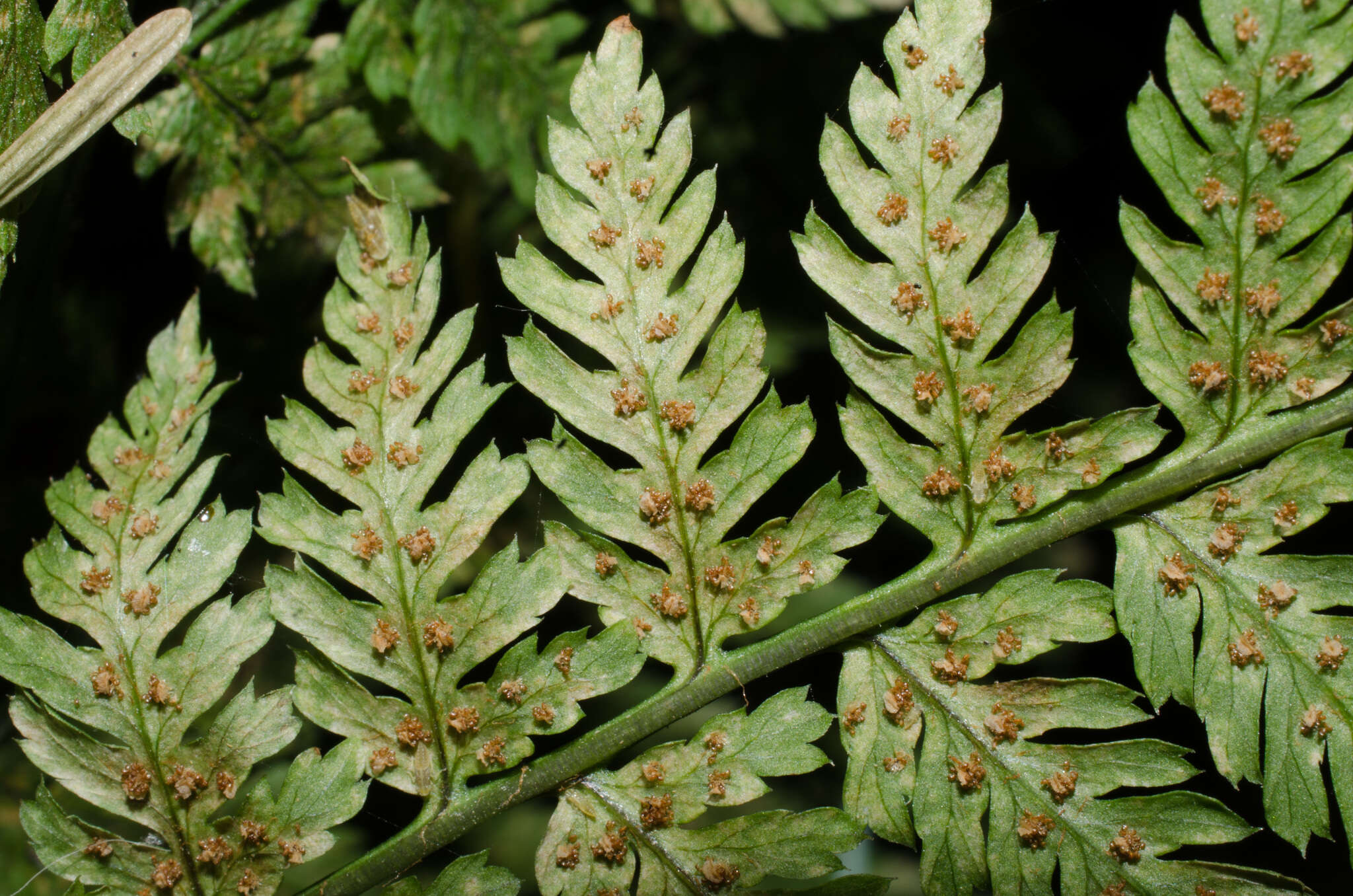 Image of spreading woodfern