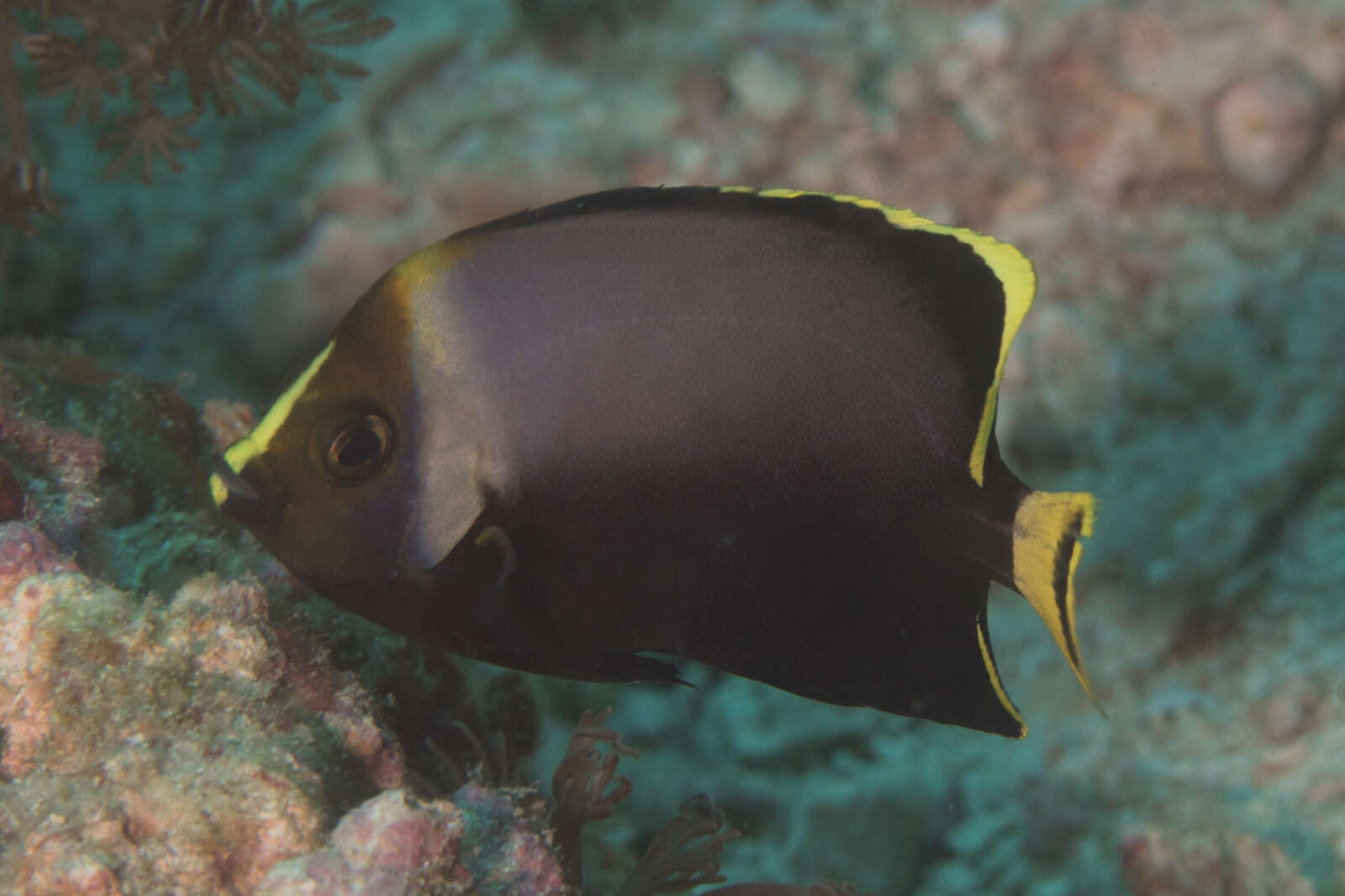 Image of Black and grey angelfish