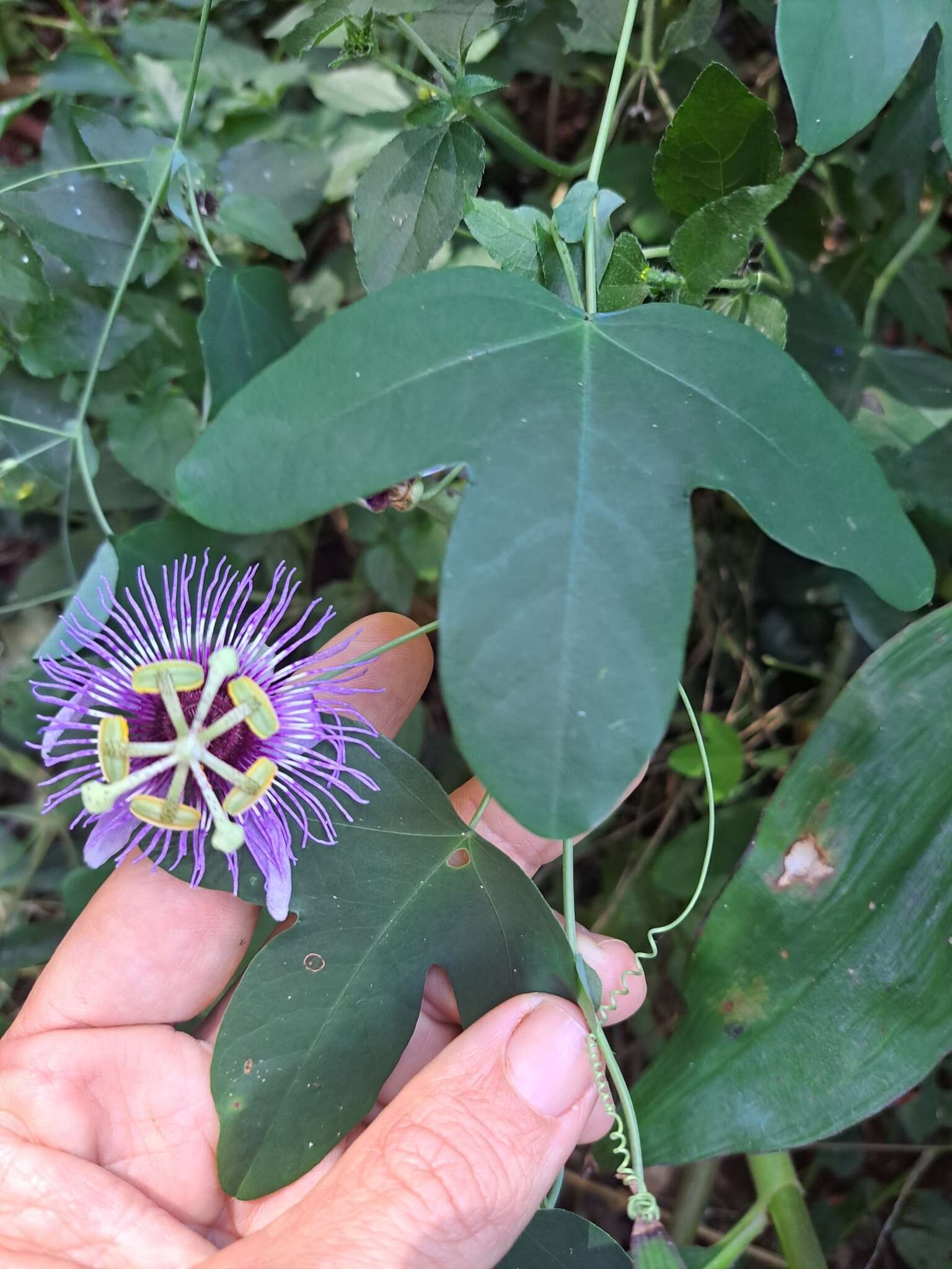 Image de Passiflora amethystina Mikan