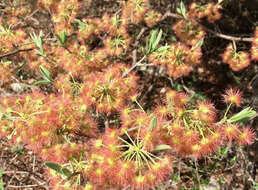 صورة Lasiocarpus ferrugineus Gentry