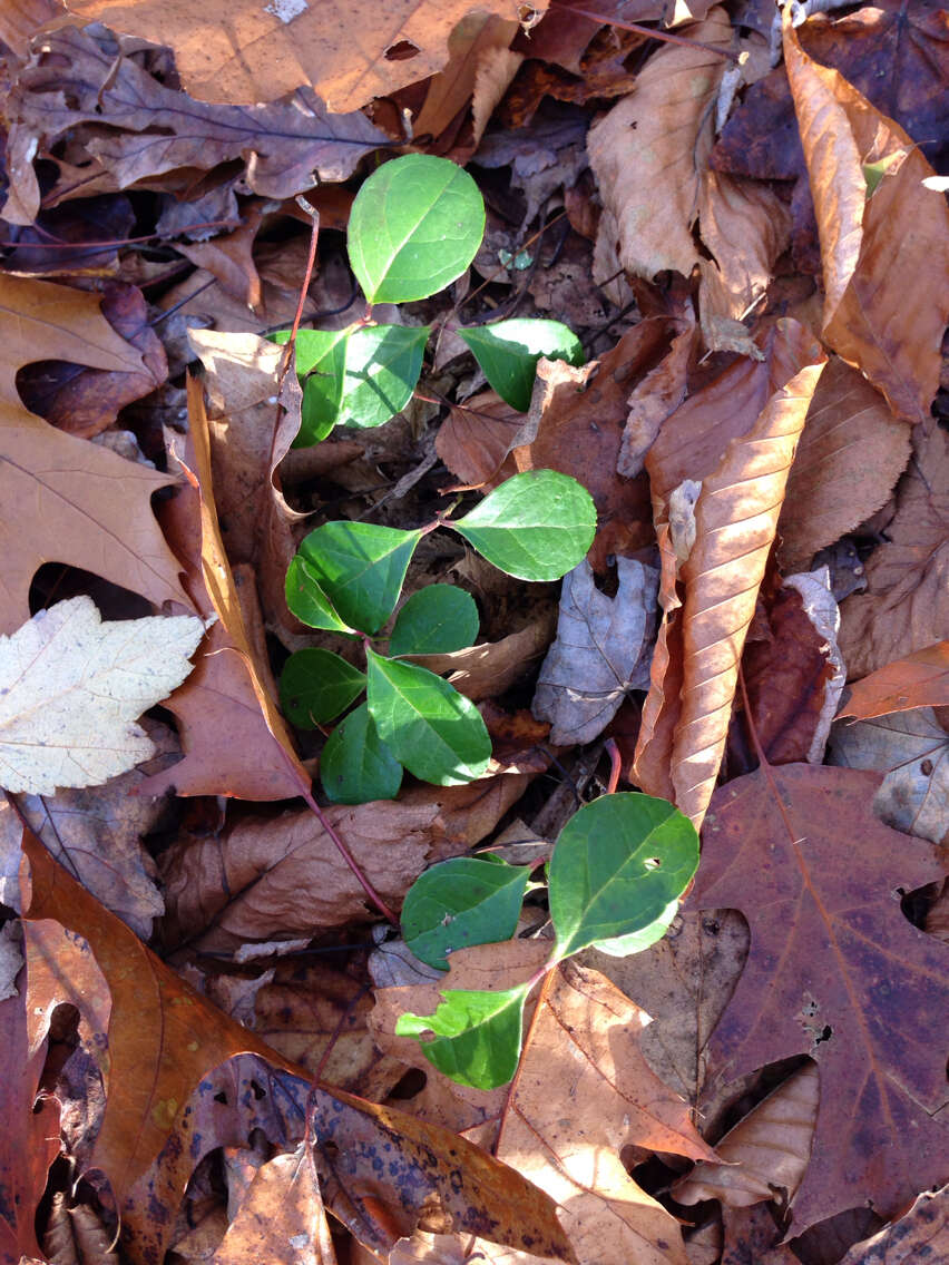 Image of eastern teaberry