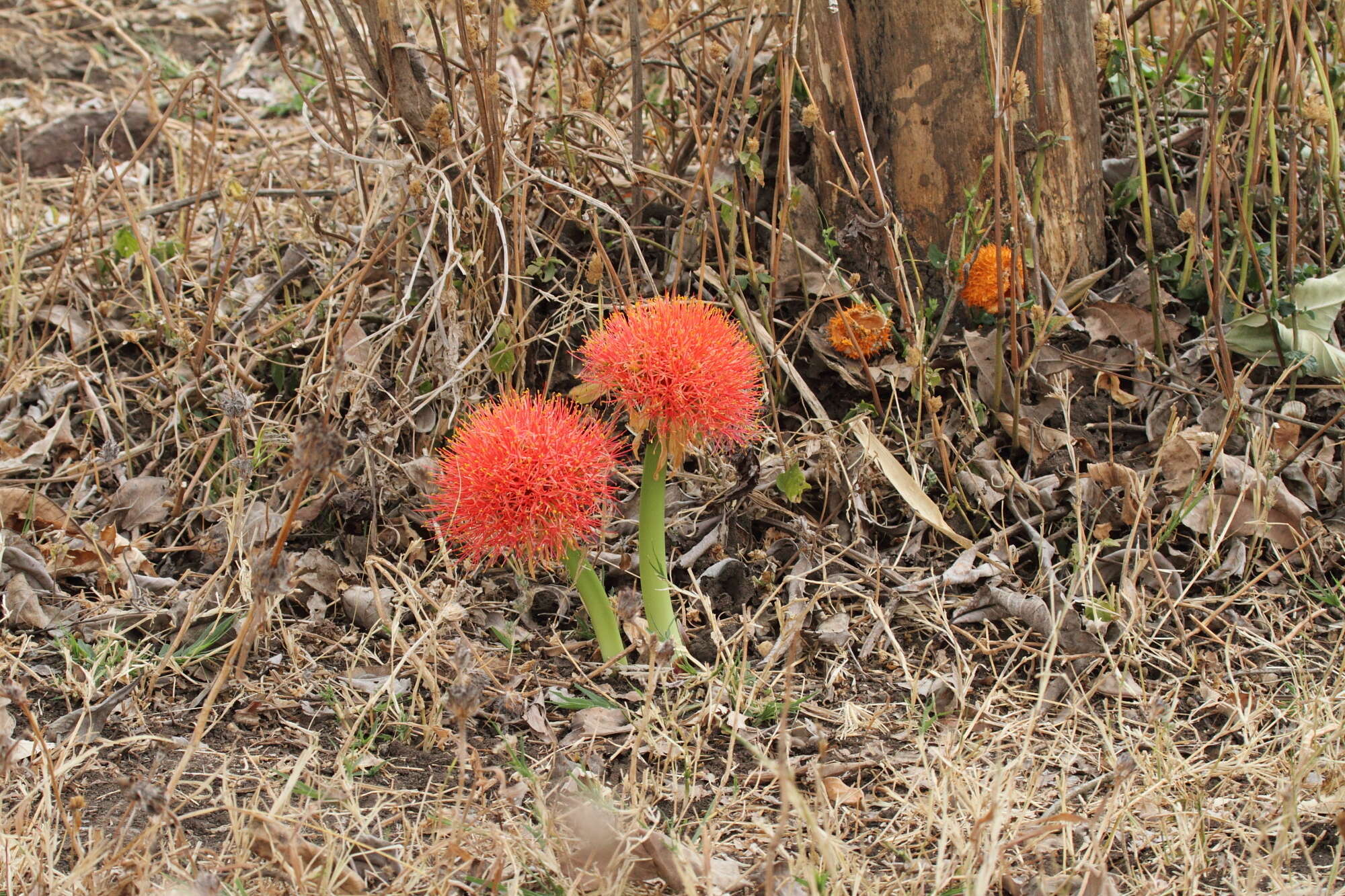 Image of Katherine Blood-lily