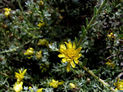 Image of Oedera humilis (Less.) N. G. Bergh