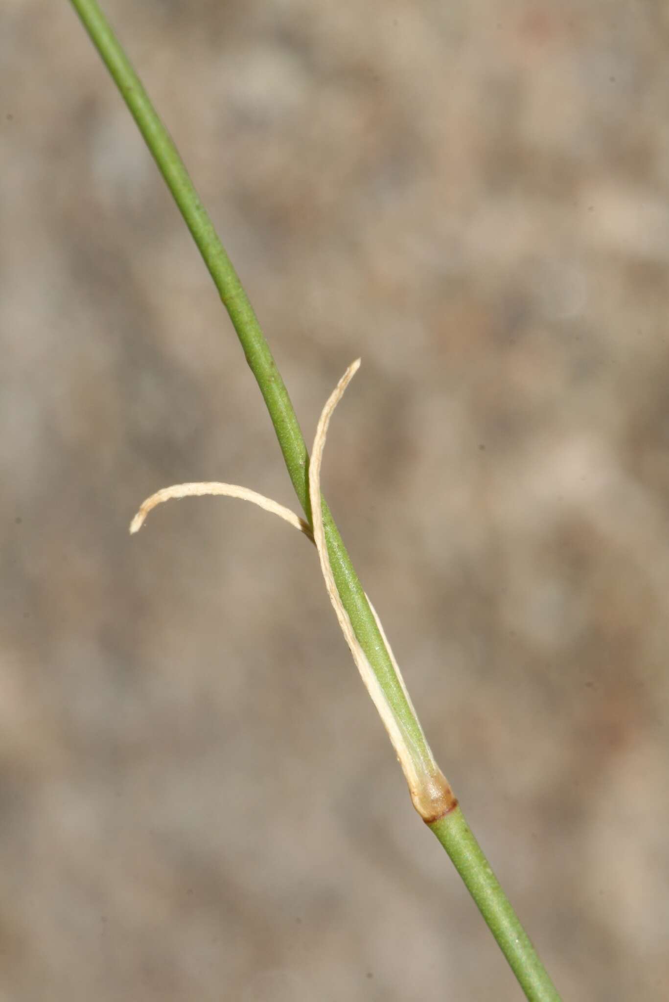 صورة Petrorhagia saxifraga subsp. saxifraga